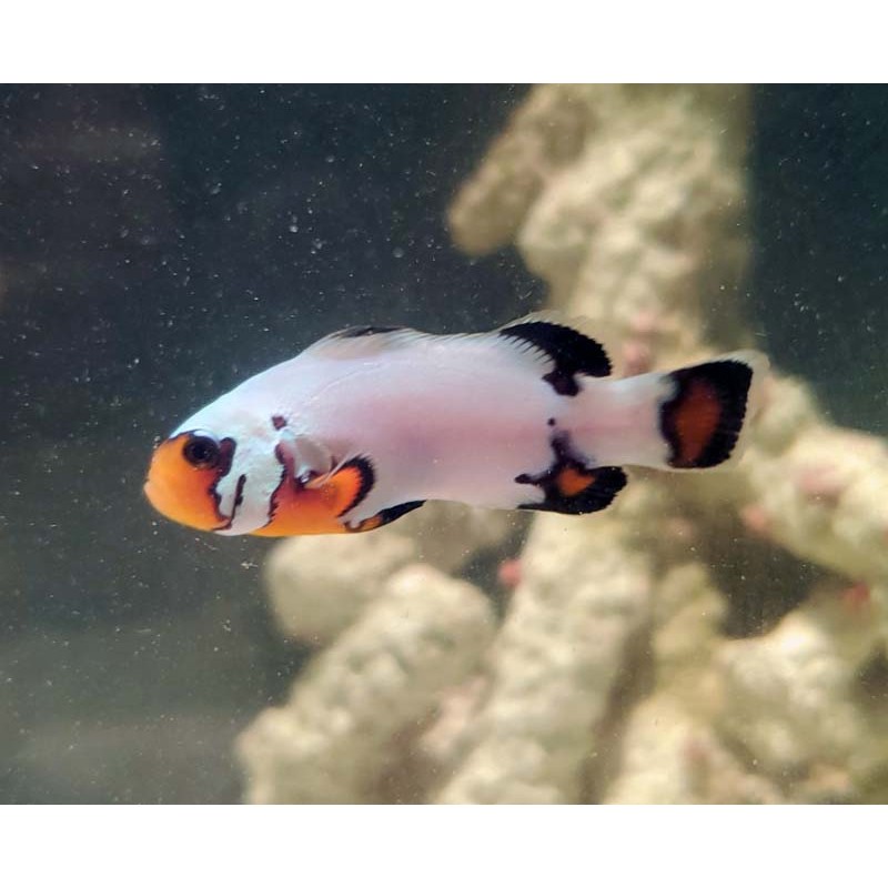 Captive Bred Snowflake Clownfish Flurry (Amphiprion ocellaris)