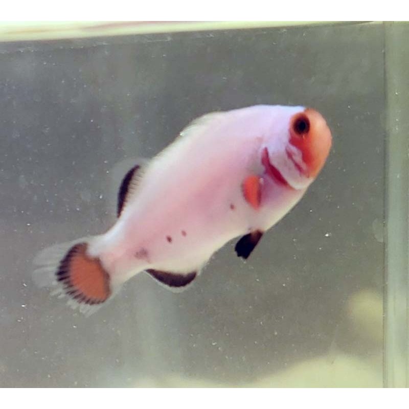 Captive Bred Wyoming White Clownfish