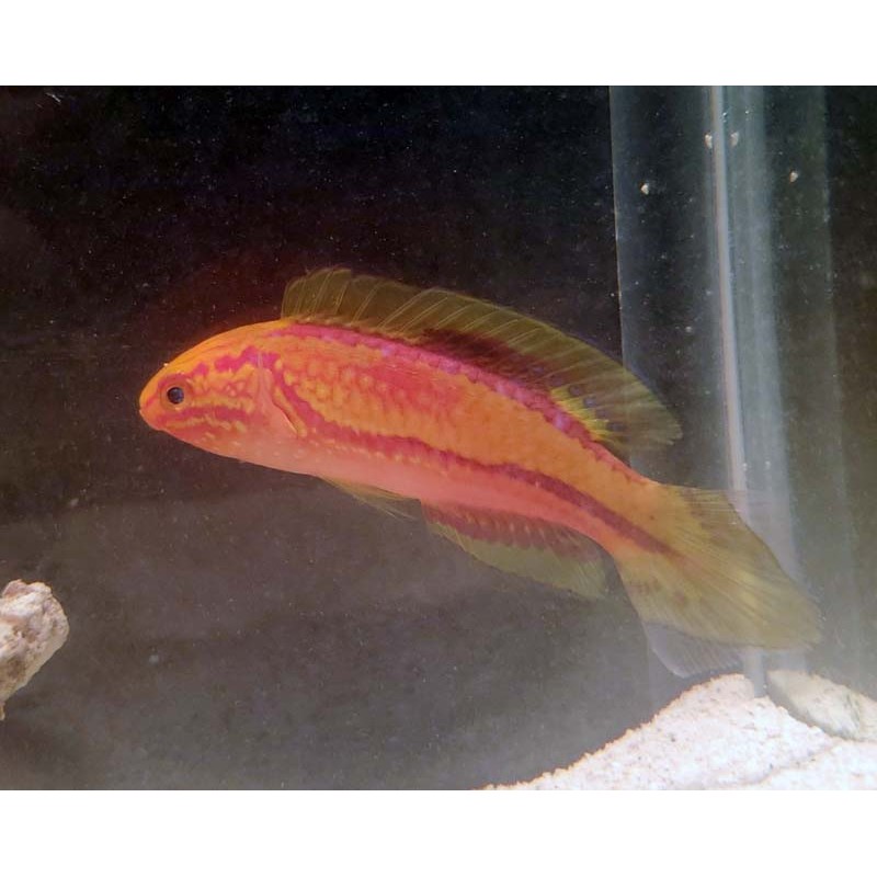 Pintail Fairy Wrasse (Cirrhilabrus isosceles)