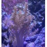 Aquacultured unattached Kenya Tree Leather Coral