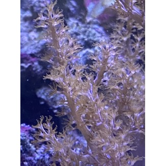 Aquacultured unattached Kenya Tree Leather Coral 2