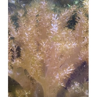 Aquacultured unattached Kenya Tree Leather Coral