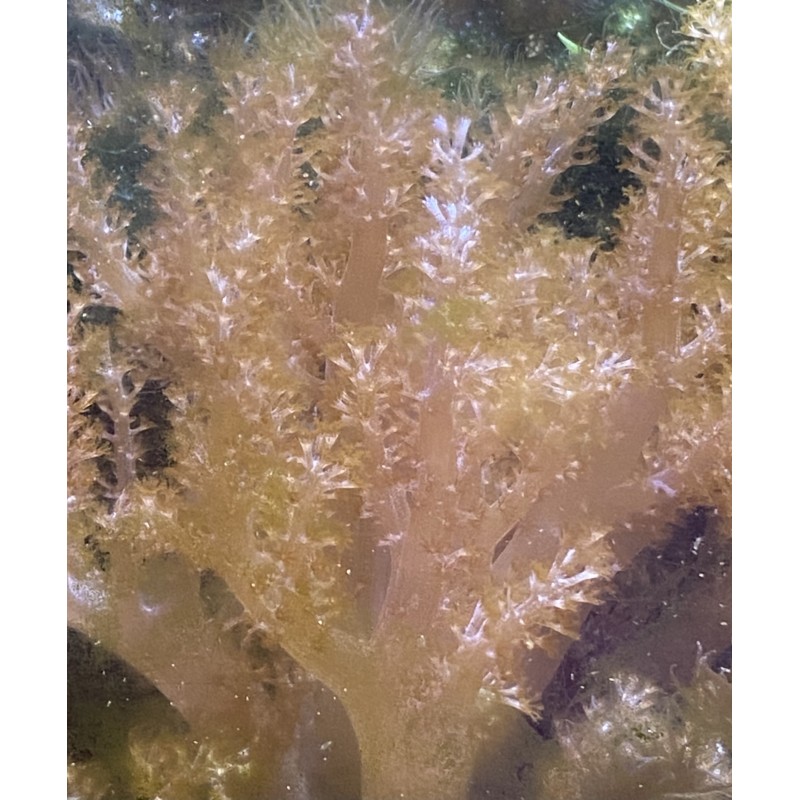 Aquacultured unattached Kenya Tree Leather Coral