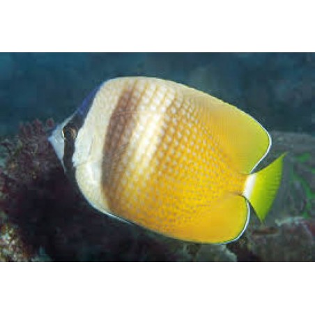 Orange Kleini Butterflyfish (Chaetodon kleini)