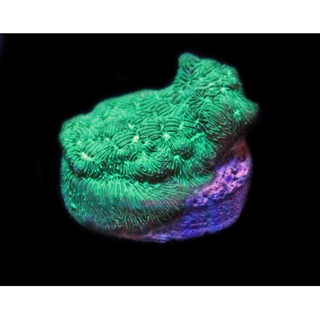Neon Green Leptoseris C3-4-2C