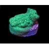 Neon Green Leptoseris C3-4-2C