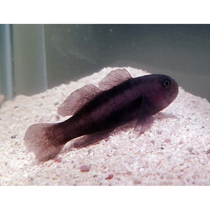 Black Clown Goby (Gobiodon atrangulatus)