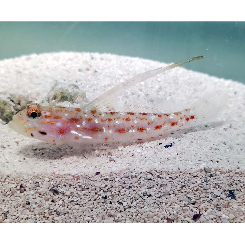 Tangaroa Goby (Ctenogobiops tangaroai)