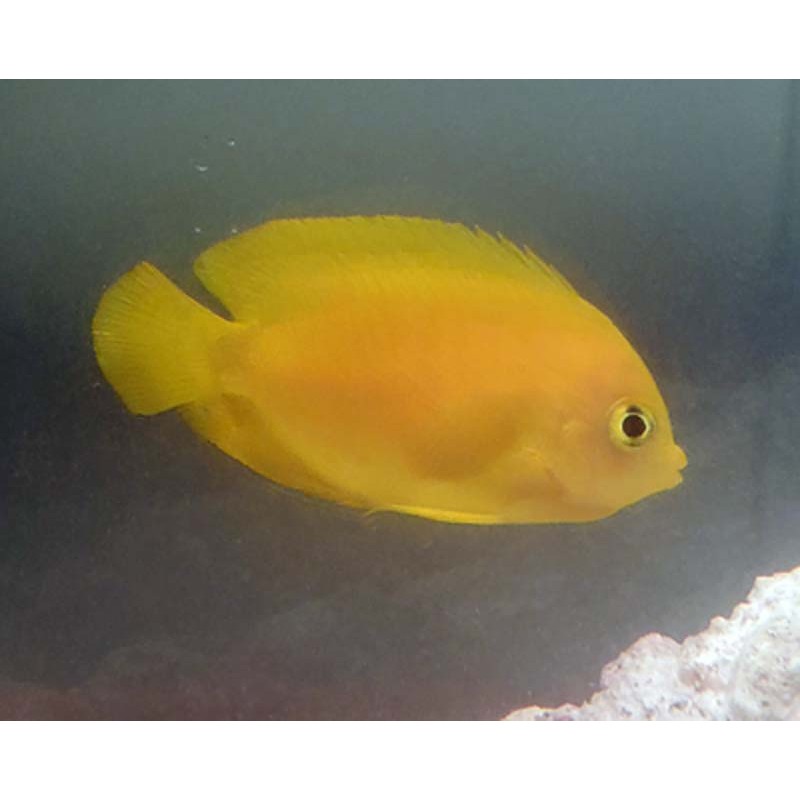 Yellow Angelfish - Centropyge Heraldi