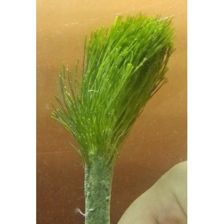 Shaving Brush Algae with Root Ball