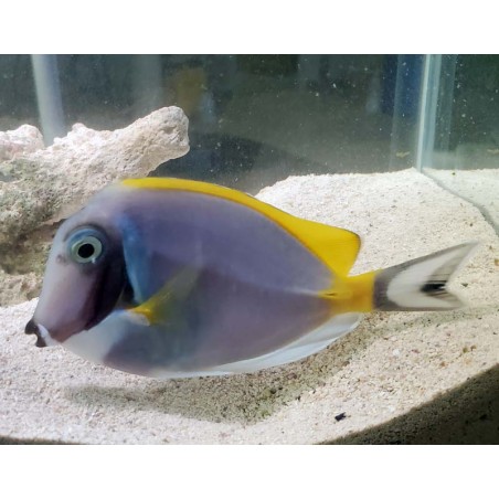 Powder Blue Surgeonfish Tang (Acanthurus leucosternon)