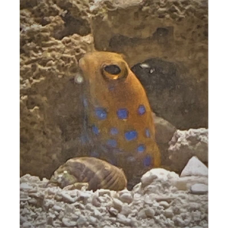 Salty Underground Blue Spot Jawfish Opistognathus rosenblatti