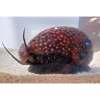 Deer Cowrie (Macrocypraea cervus)