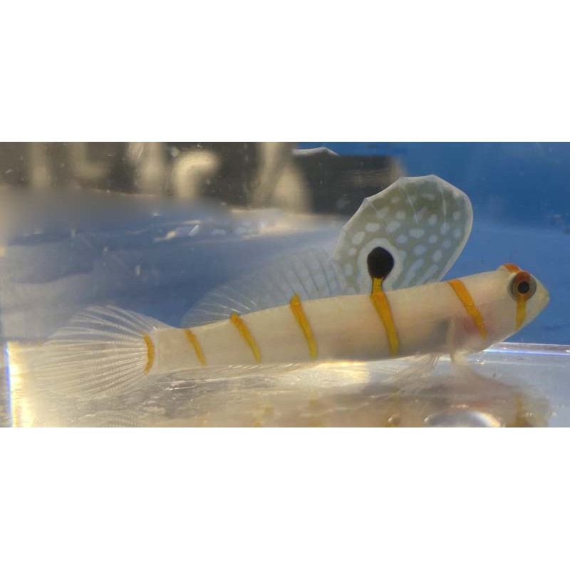 NANO Randalls Prawn Goby (Amblyeleotris randalli)