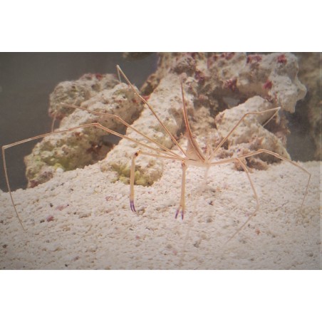 Arrow Crab Stenorhynchus seticornis