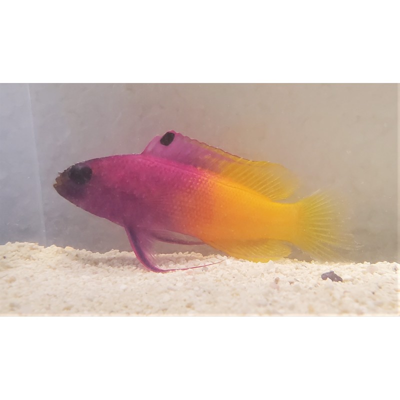 Royal Gramma Basslet Fish (Gramma loreto)