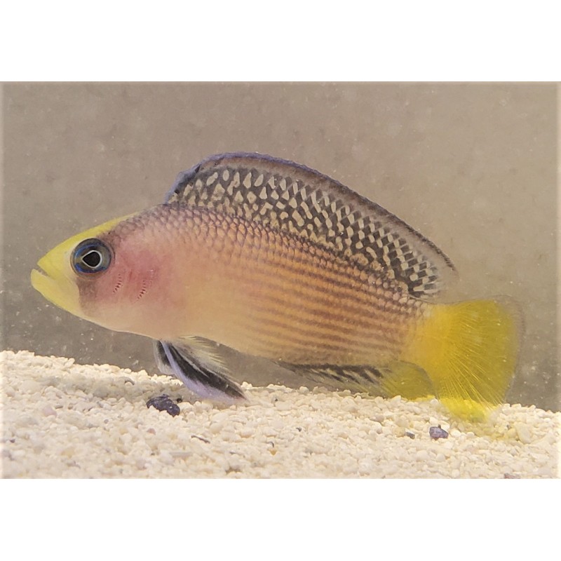 Splendid Dottyback (Manonichthys splendens)