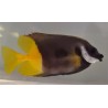 Bicolor Foxface Rabbitfish Siganus uspi