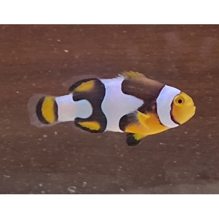 Onyx Percula Grade A Clownfish Amphiprion percula