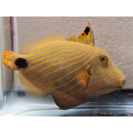 Undulated Triggerfish Balistapus undulatus