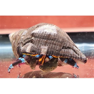 Electric Blue Leg Hermit Crab (Calcinus elegans)