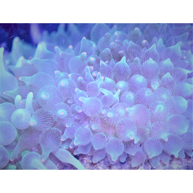 Green Bubbletip Anemone w/ Orange Tips