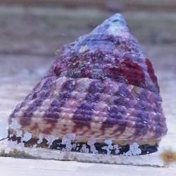 Red Banded Trochus Snail  -Trochus sp.