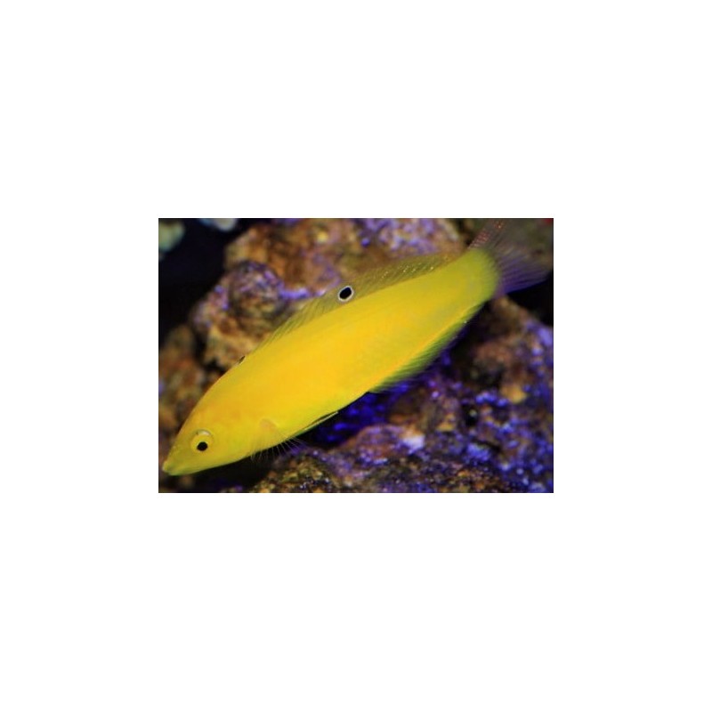 Yellow Coris Wrasse (Halichoeres chrysus)