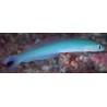 Blue Gudgeon Dartfish (Ptereleotris heteroptera)