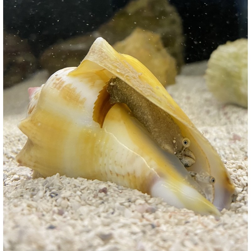 Fighting Conch