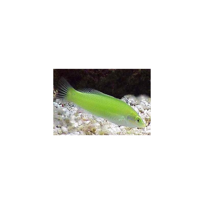 Green Coris Wrasse (Halichoeres chrysus)