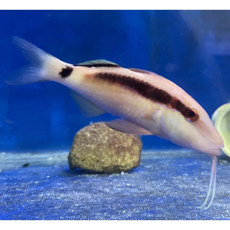 Red Goatfish (Parupeneus multifasciatus)