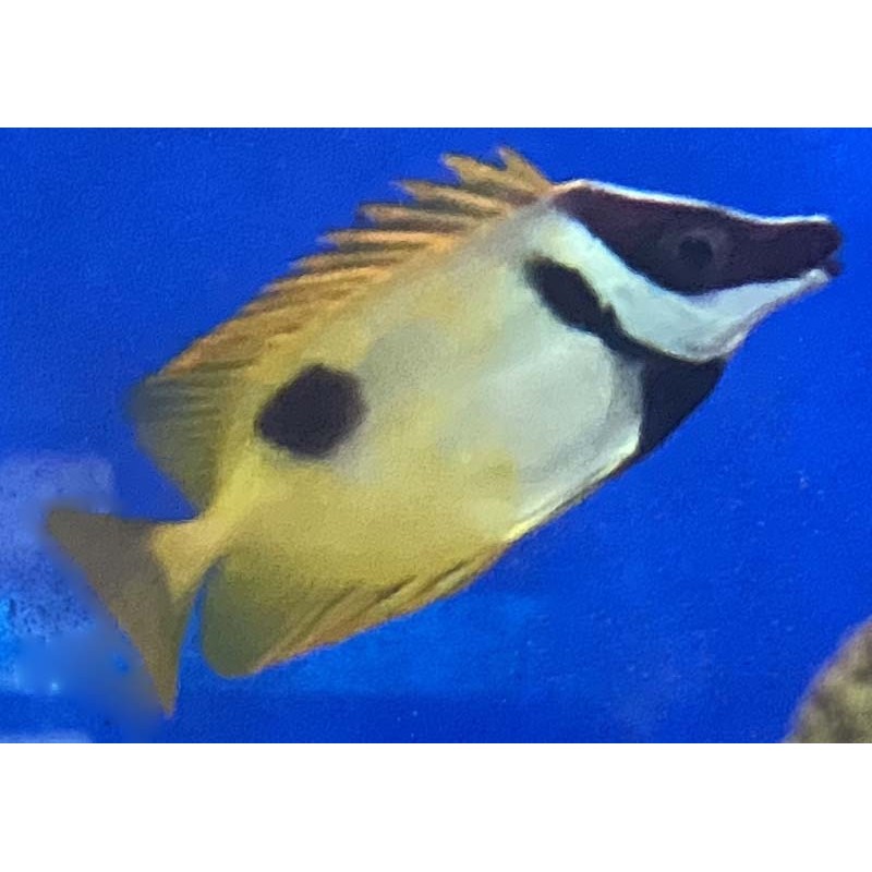 Salty Underground One Spot Foxface Rabbitfish (Siganus vulpinus)