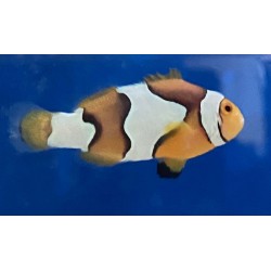 Picasso Clownfish grade C