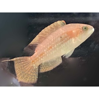Two Spot Wrasse (Cheilinus bimaculatus)