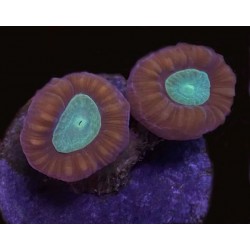 Purple/Aqua Candy Cane 2 Head