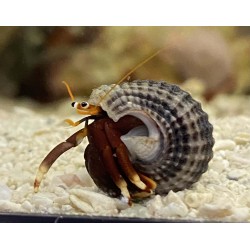 Mexican Red Leg Hermit Crab