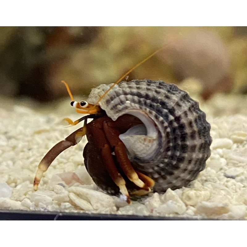 Mexican Red Leg Hermit Crab (Paguristes sp.)