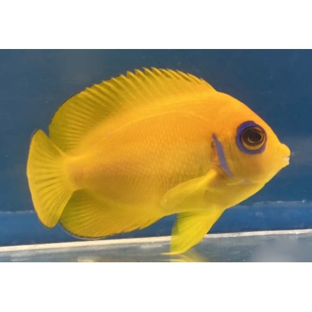Orange Peel Angelfish (Centropyge flavissimus)