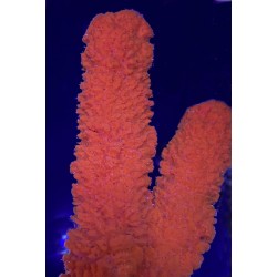 Red / Orange Tree Sponge
