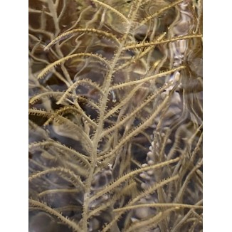 Tan Frilly Gorgonian
