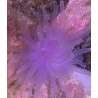Purple Condy Anemone (Condylactis gigantea) Anemone