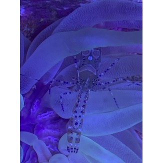 Pederson Anemone Shrimp (Ancylomenes pedersoni)