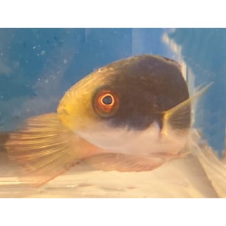 Scott Greenback Fairy Wrasse (Cirrhilabrus scottorum) closeup