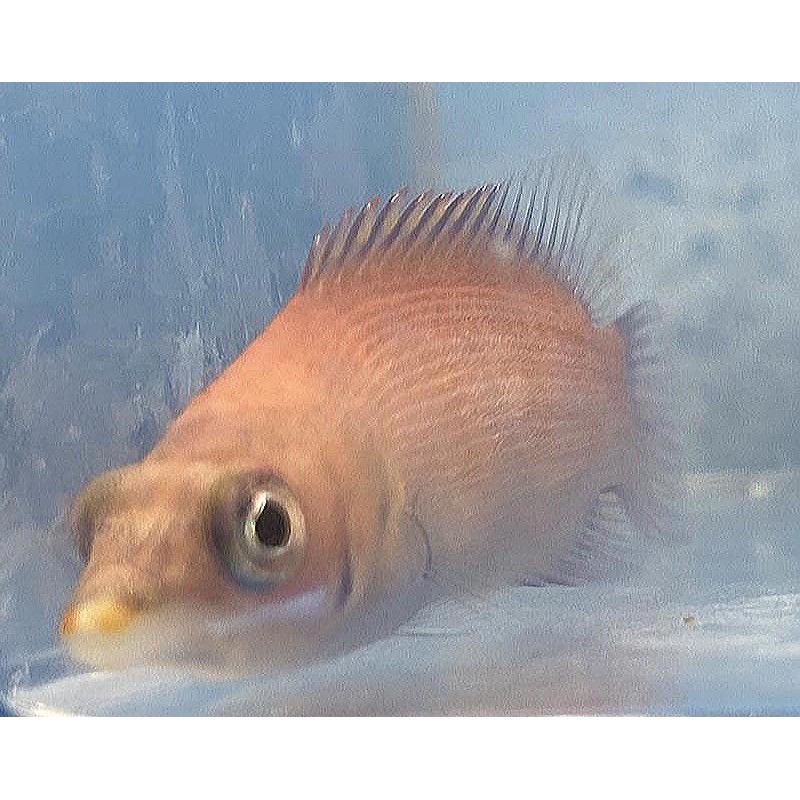 Scarlet Pin Stripe Wrasse (Pseudocheilinus evanidus)
