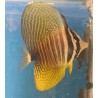 Desjardinii Sailfin Tang (Zebrasoma desjardini)