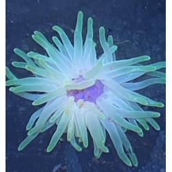 Lime Green Condy Anemone...