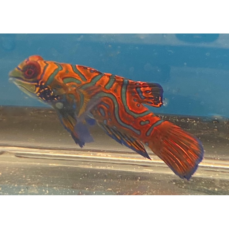 Red Mandarin Goby (Synchiropus splendidus)