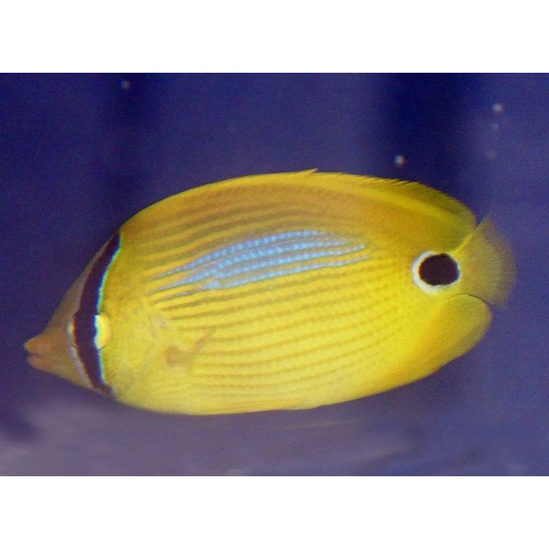 Blue Spot Butterflyfish (Chaetodon plebius)