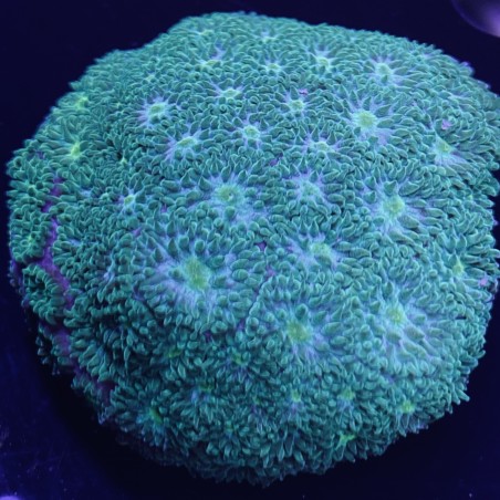 Neon Green with purple Leptoseris Coral N2-1-2F